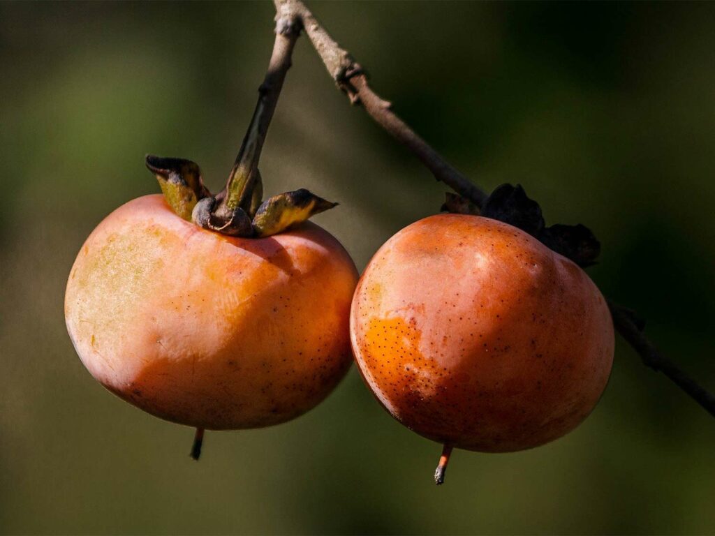 Two wild persimmons hanging from a tree branch.