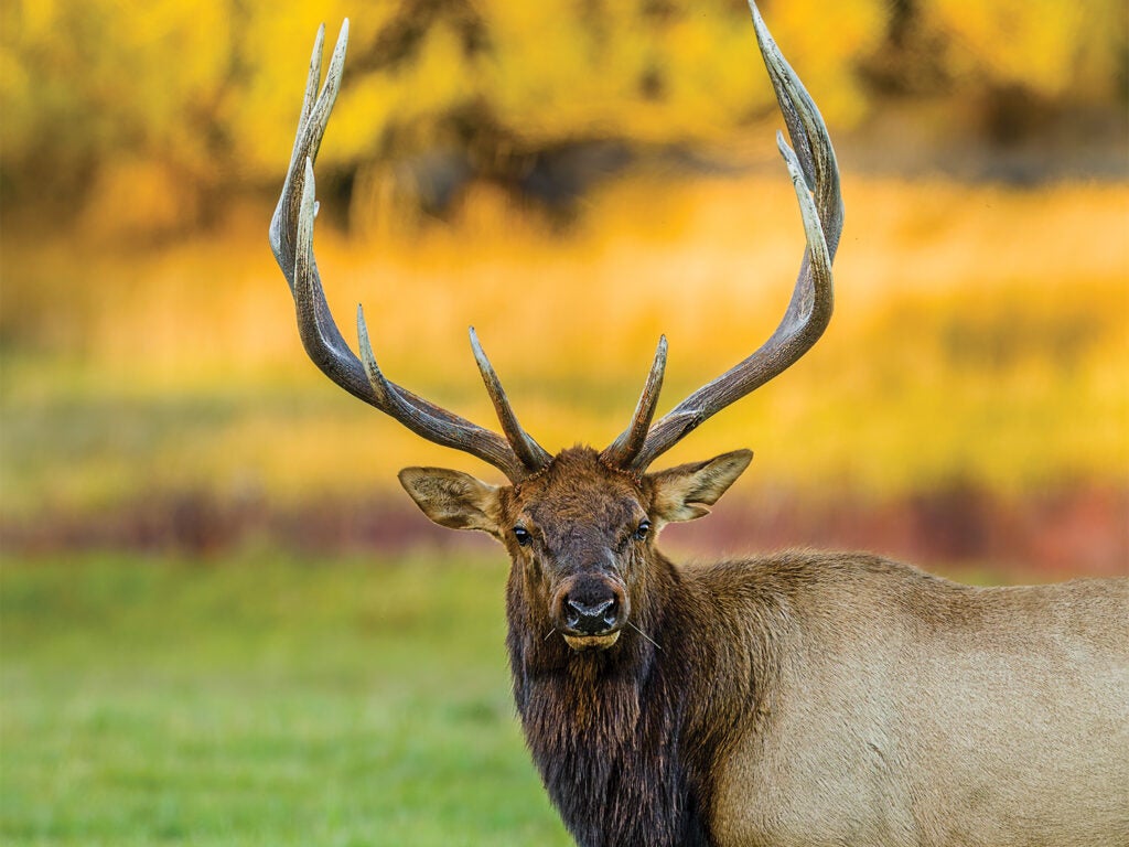 A large bull elk stands in an open field.