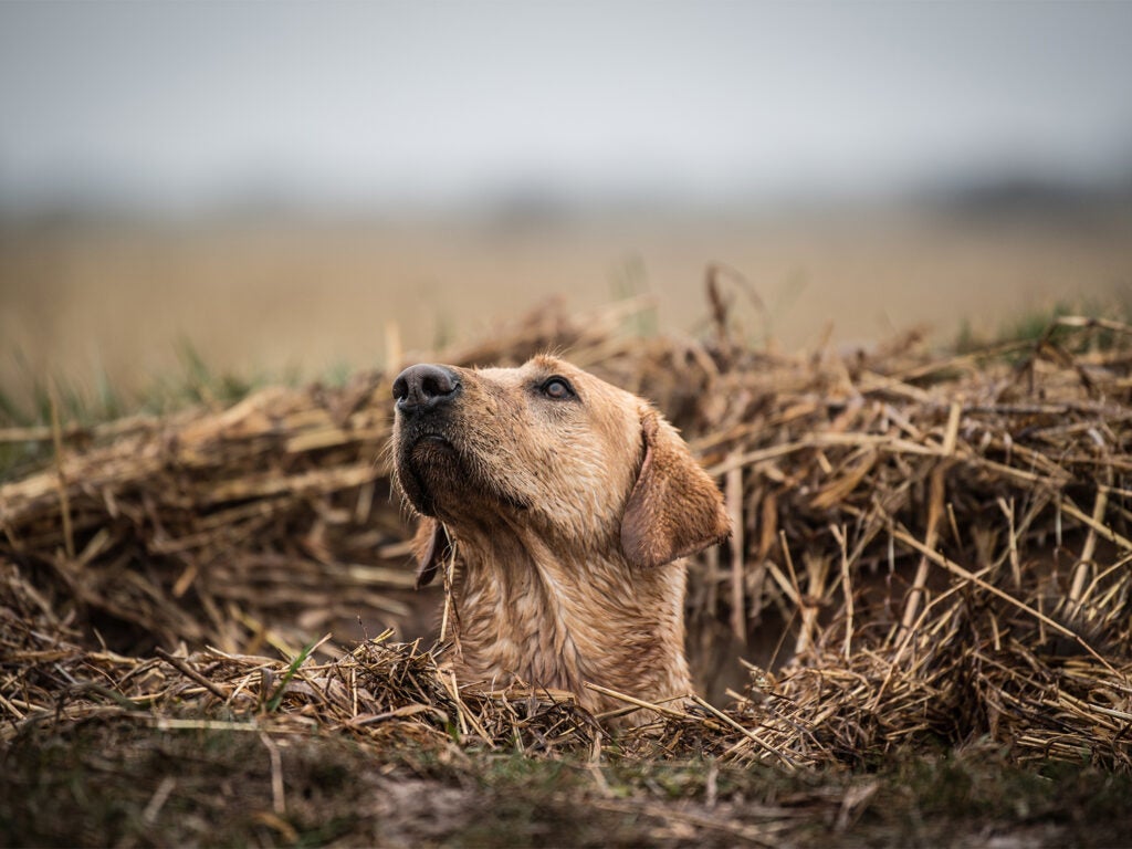 A hunting dog surrounded by brush in a swamp.
