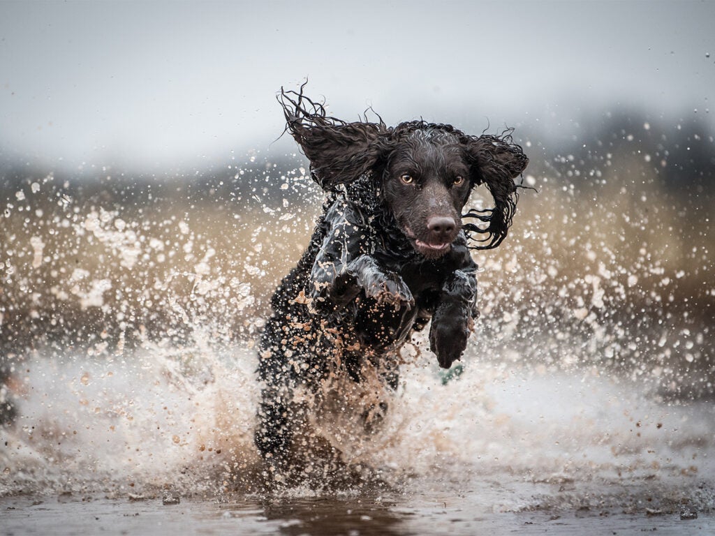 A hunting dog retrieving in the water.