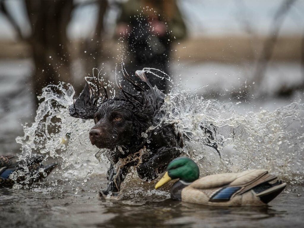 A hunting dog splashing in the water on a retrieve.
