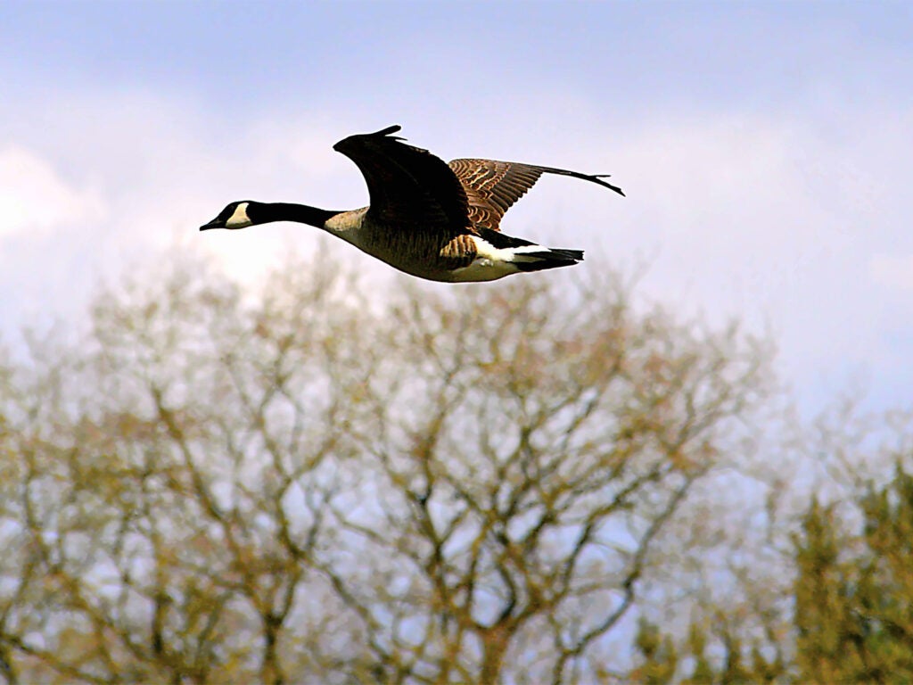 A Canada goose in flight above a tree line.
