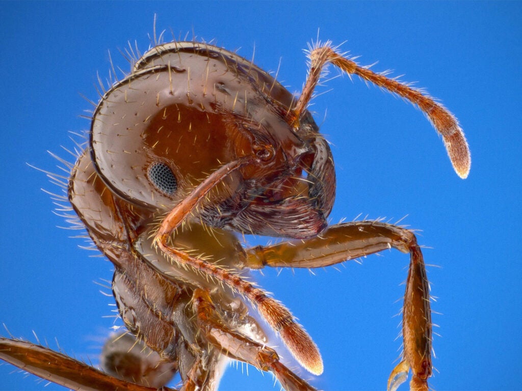 Close up microscope zoom of an ant.