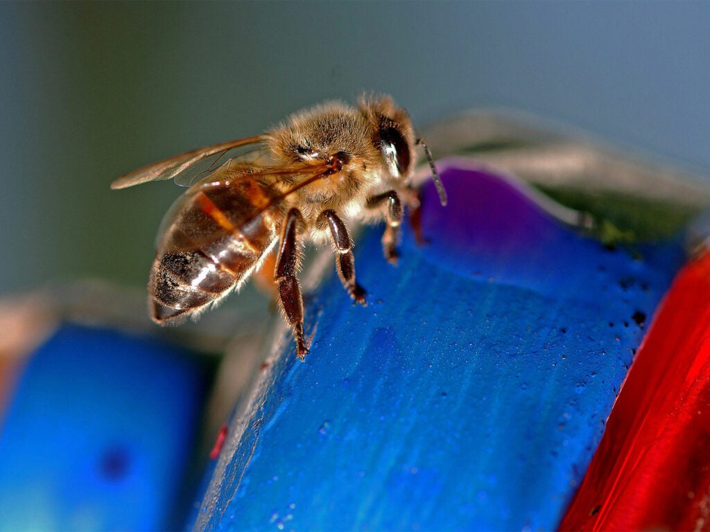 A small African honey bee on a blue and red item.