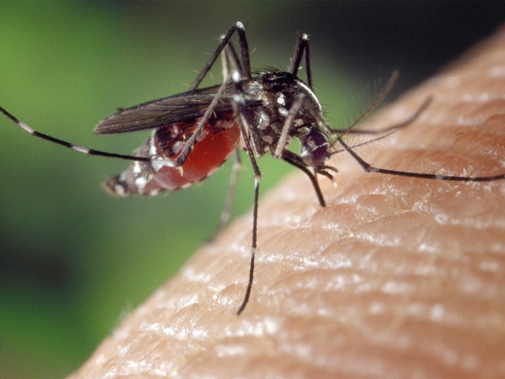 A mosquito bites and feeds on a piece of flesh.