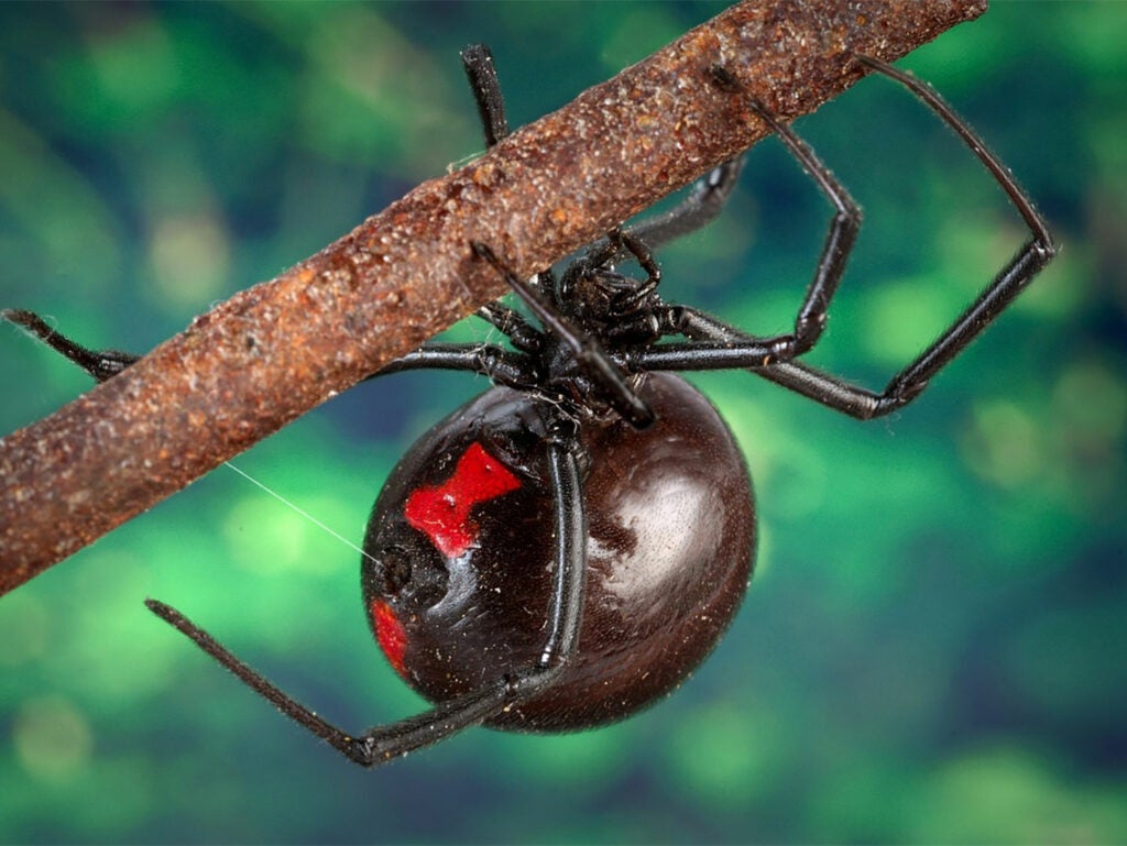 A large black widow crawls on a tree branch and spins a web.