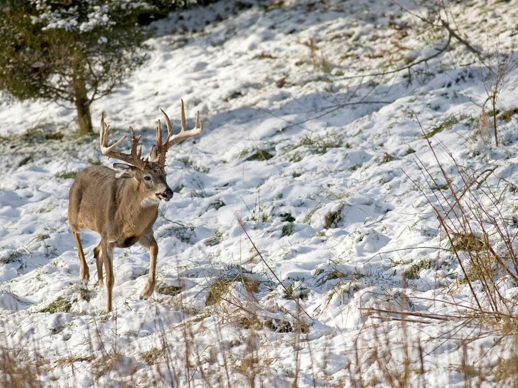 A whitetail deer walks through the snow on a hillside.