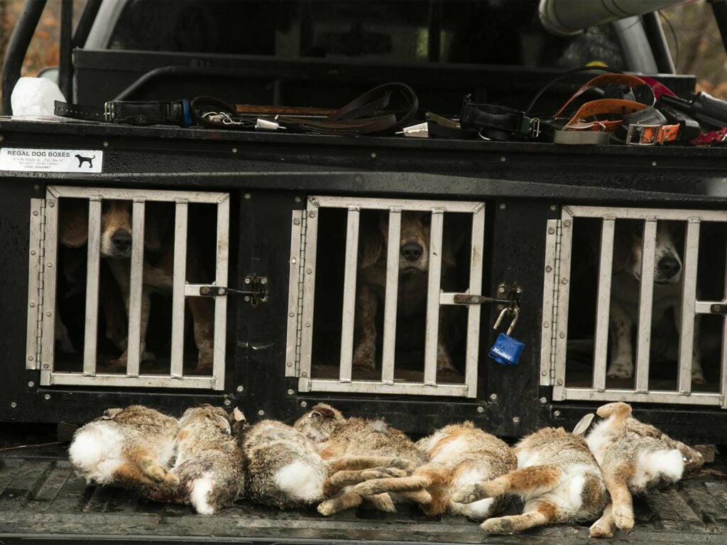A brace of rabbits on the tailgate of a truck.