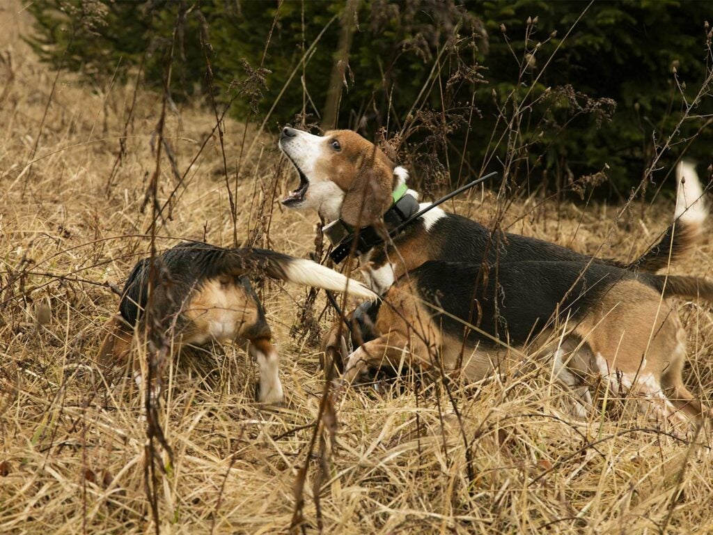 A trio of beagles sniff through tall grass for rabbits.