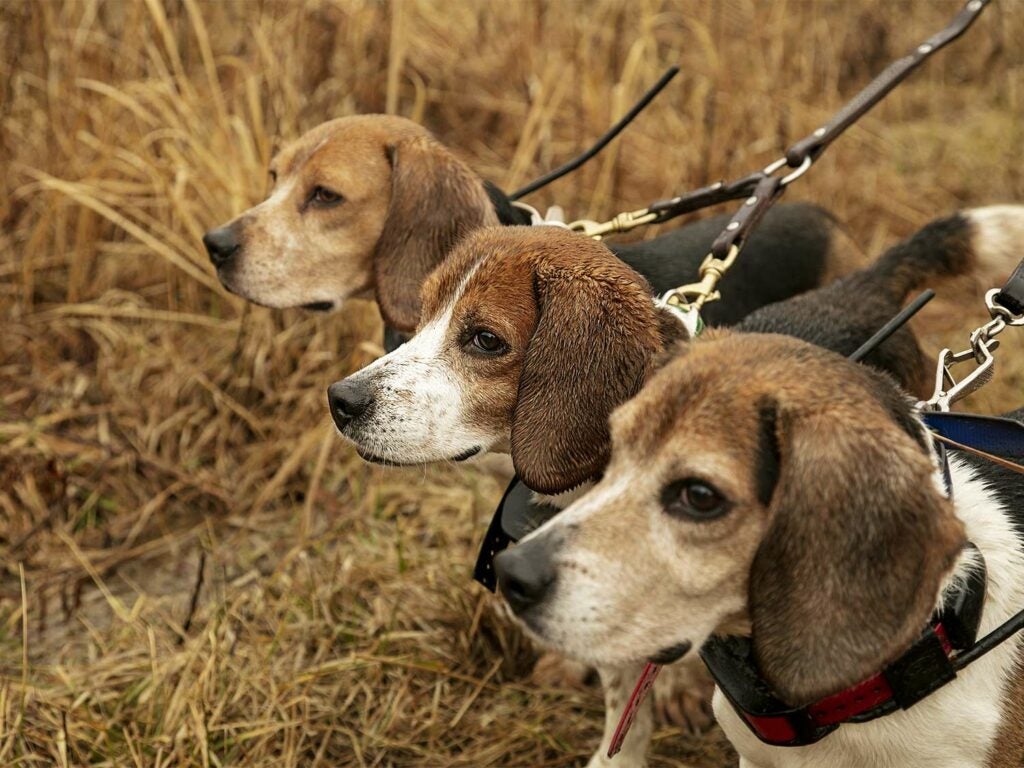 Three beagles lined up in an open field.