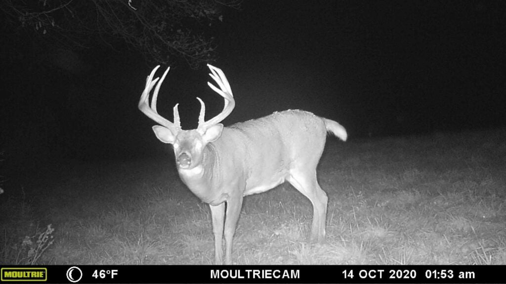 Aggressive trail-camera placement allowed Schmit to find Mr. Big’s core area this fall.
