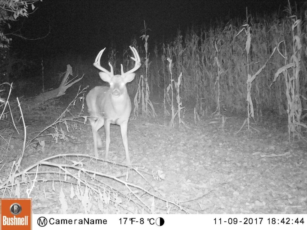A trail-cam photo of Mr. Big as a 140-class 10-point in 2017.