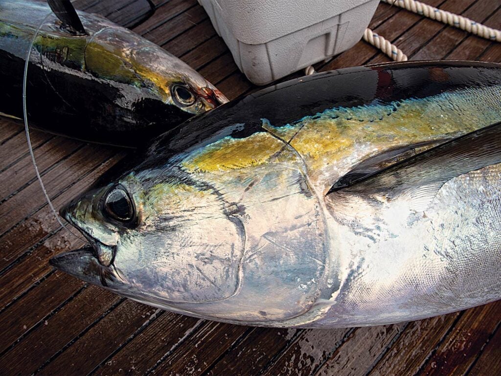 A large bluefin tuna on a boat deck.