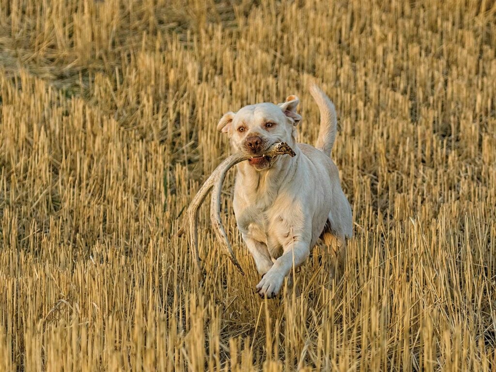 A hunting dog runs through a field carrying shed antlers.