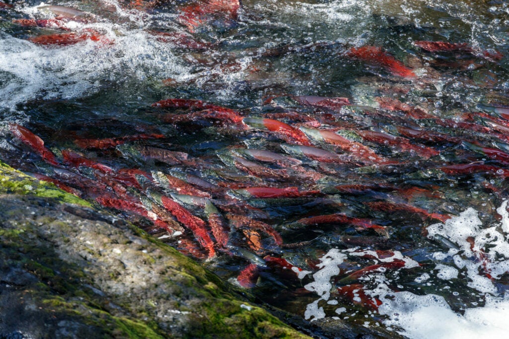 Salmon spawning in a river