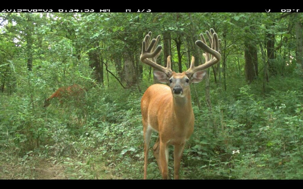 A whitetail deer with full velvet antlers stands in the woods.
