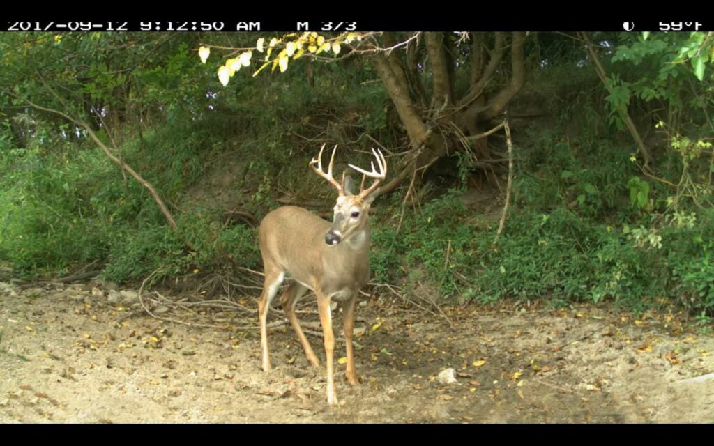 A whitetail deer stands on a dirt ground.