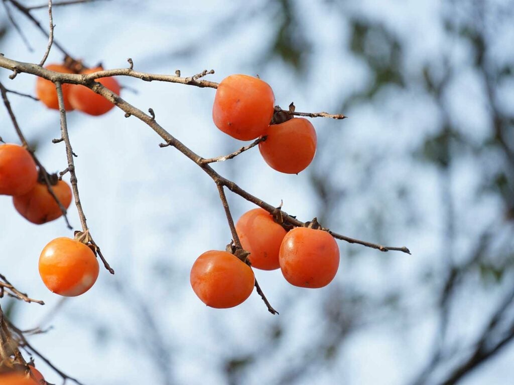 A bunch of wild persimmons growing on the branches of a tree.