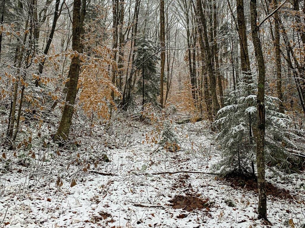 Fresh fallen snow in the woods of the Adirondacks.