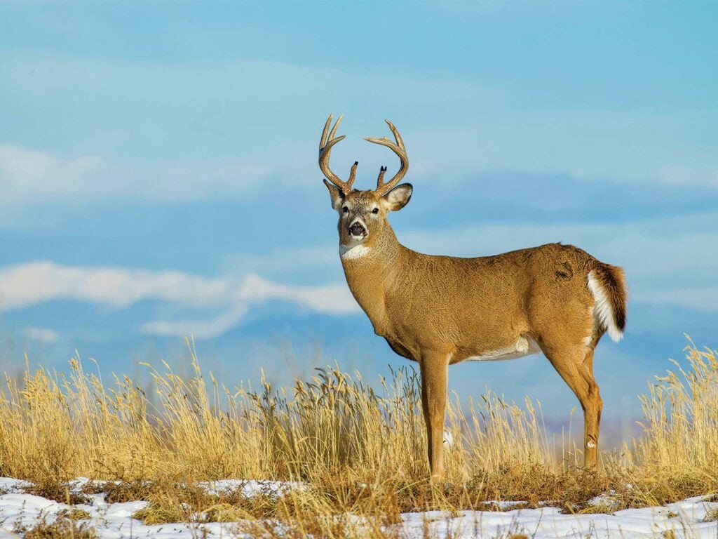 A whitetail deer standing in a field covered of snow.