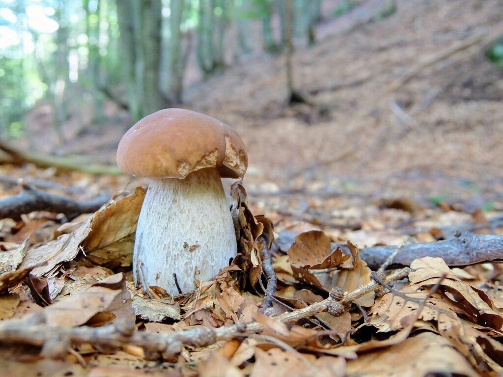 King Bolete mushroom
