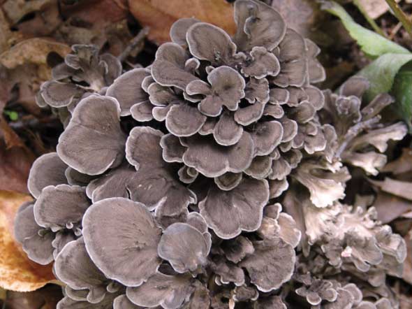 A gathering of hen of the woods mushrooms in the woods.