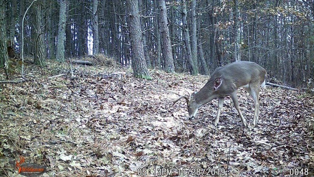 A whitetail deer with a wounded shoulder walks through an open clearing in the woods.