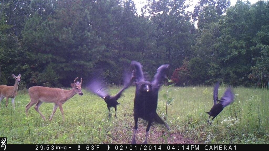 A flock of crows fly towards the trail camera photo with a deer in the background.