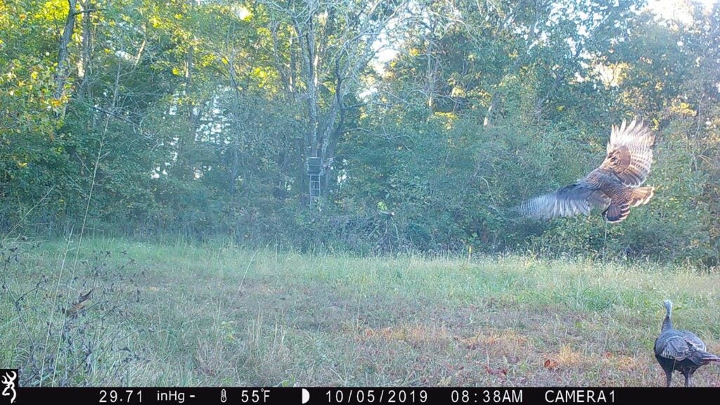 Trail camera photo showing turkeys flocking into a large open plot of land.