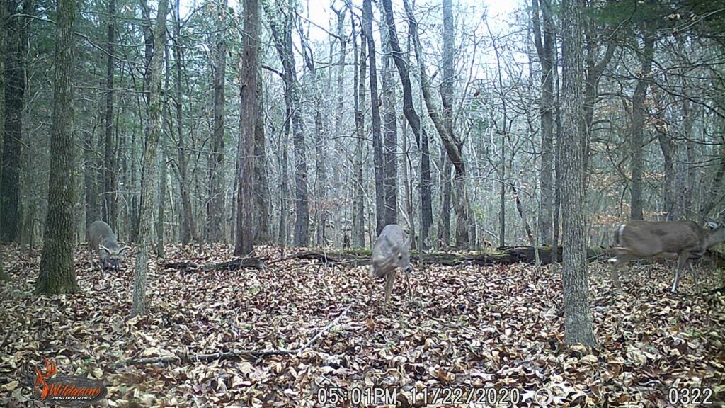 A single whitetail buck walks into a bedding area.