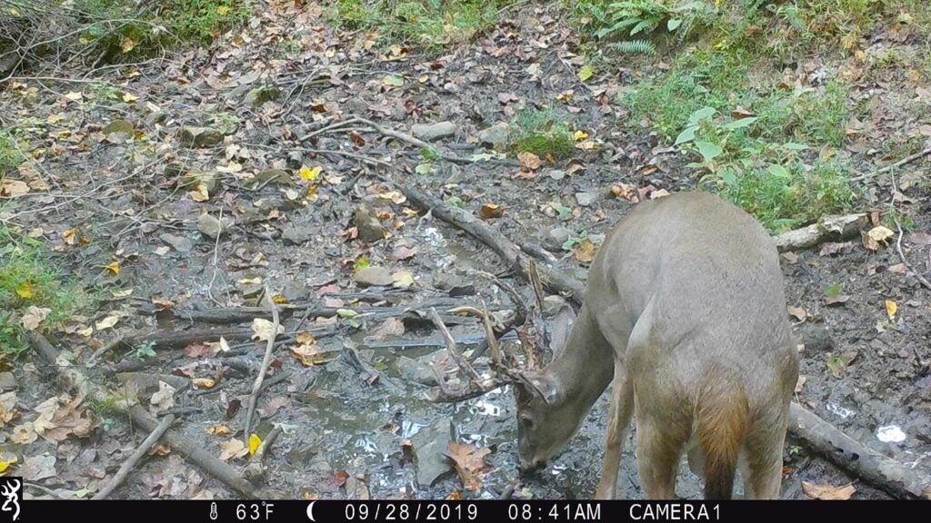 A deer drinks from a puddle of water. Velvet is falling off his antlers.
