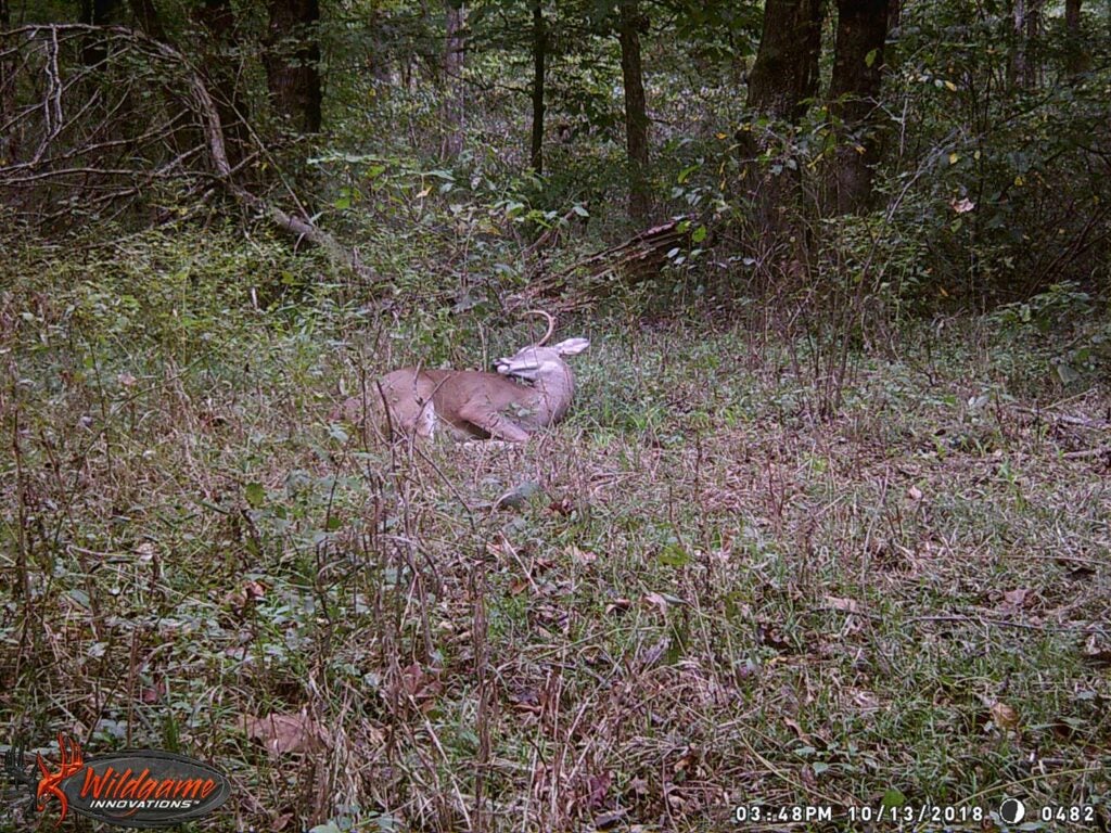 A deer lays in a clearing.