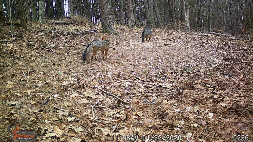Two gray foxes walk through an open clearing in the woods.