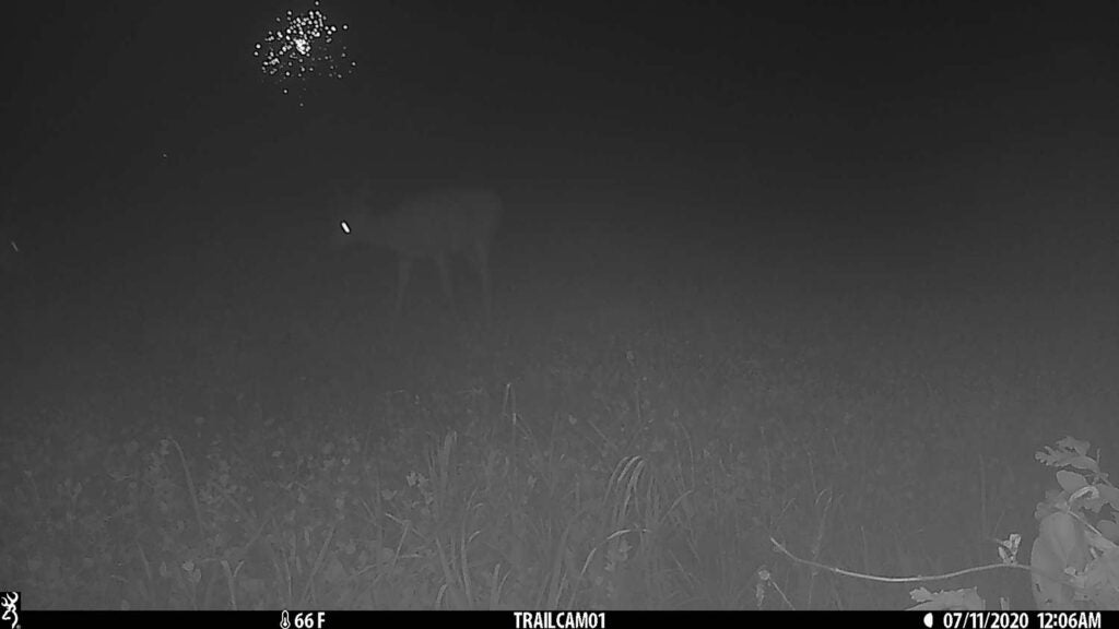 Trail camera photo of a deer at night.