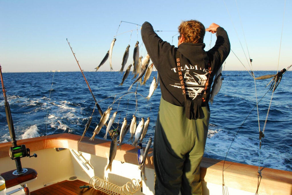 A fisherman using trolled dredges as teasers on the aggressive spindlebeaks.