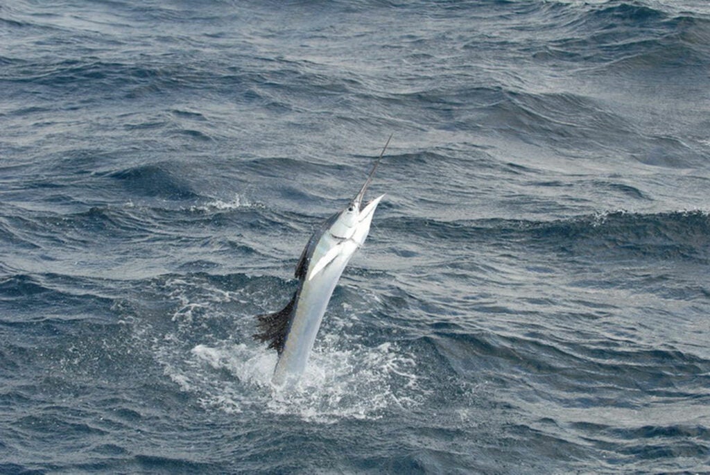 Sailfish are noted for high-speed leaps.