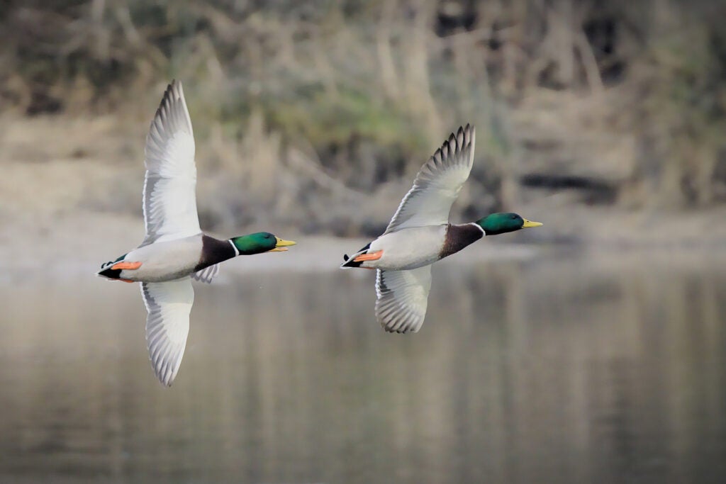 flying mallard drake ducks