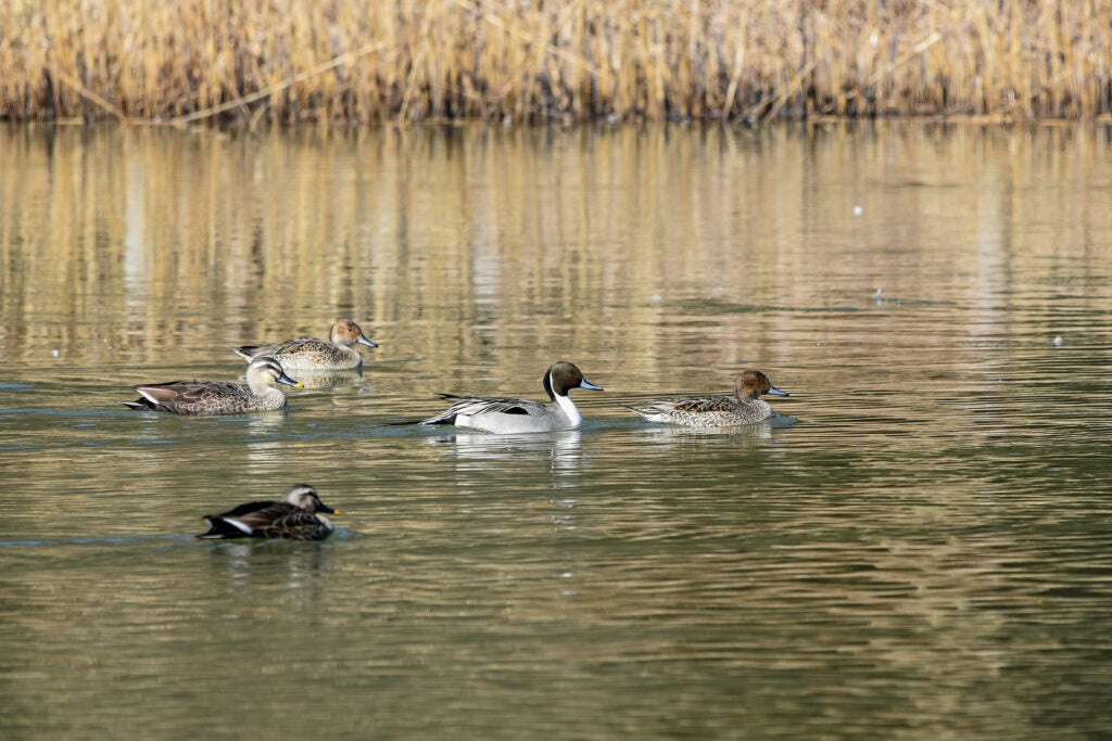 pintail ducks in the water