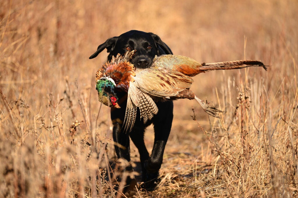 dog with a pheasant in its mouth