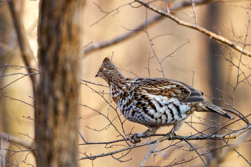 A ruffed grouse perched on the branches of a tree.