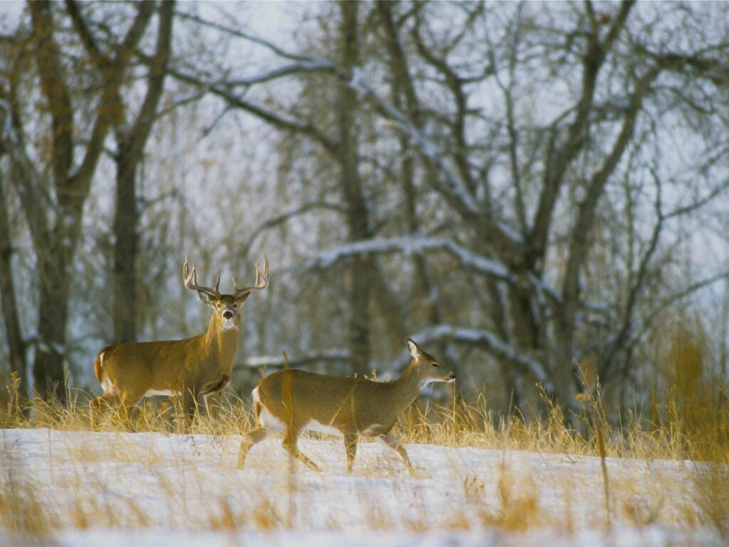 Two deer walk through an open snow field.