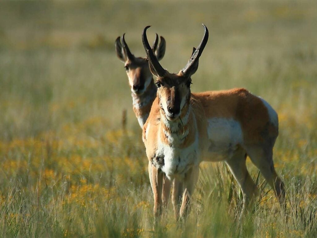 Two pronghorns stand in an open field.
