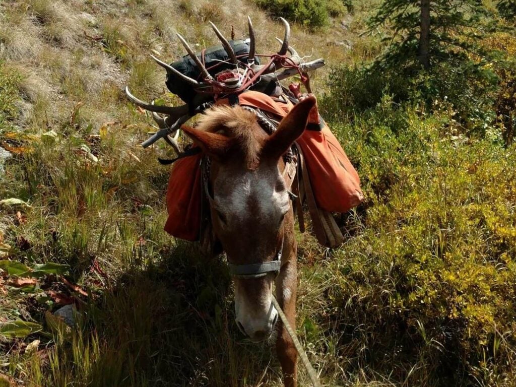 A packed out mule walking through a field.