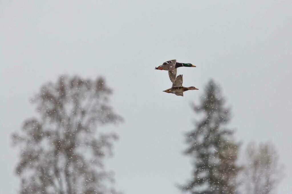 Two ducks fly overhead in a snowy wilderness.