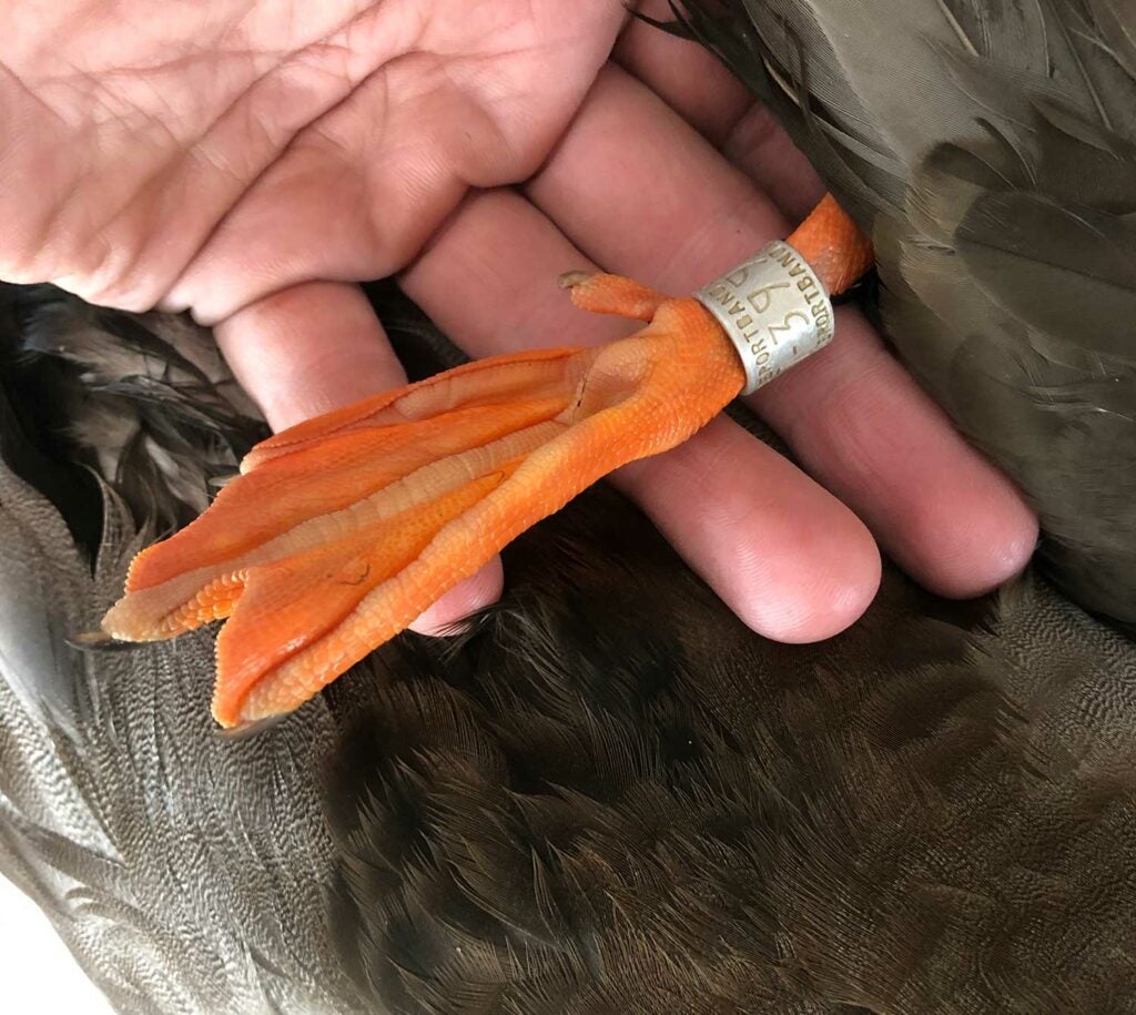 A hunter holding a duck foot with a tag.