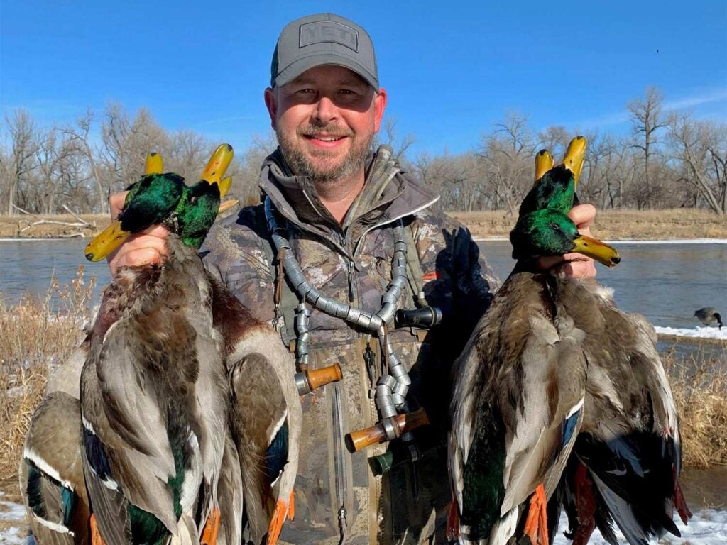 A hunter holds up a limit of green-headed winter mallard ducks.