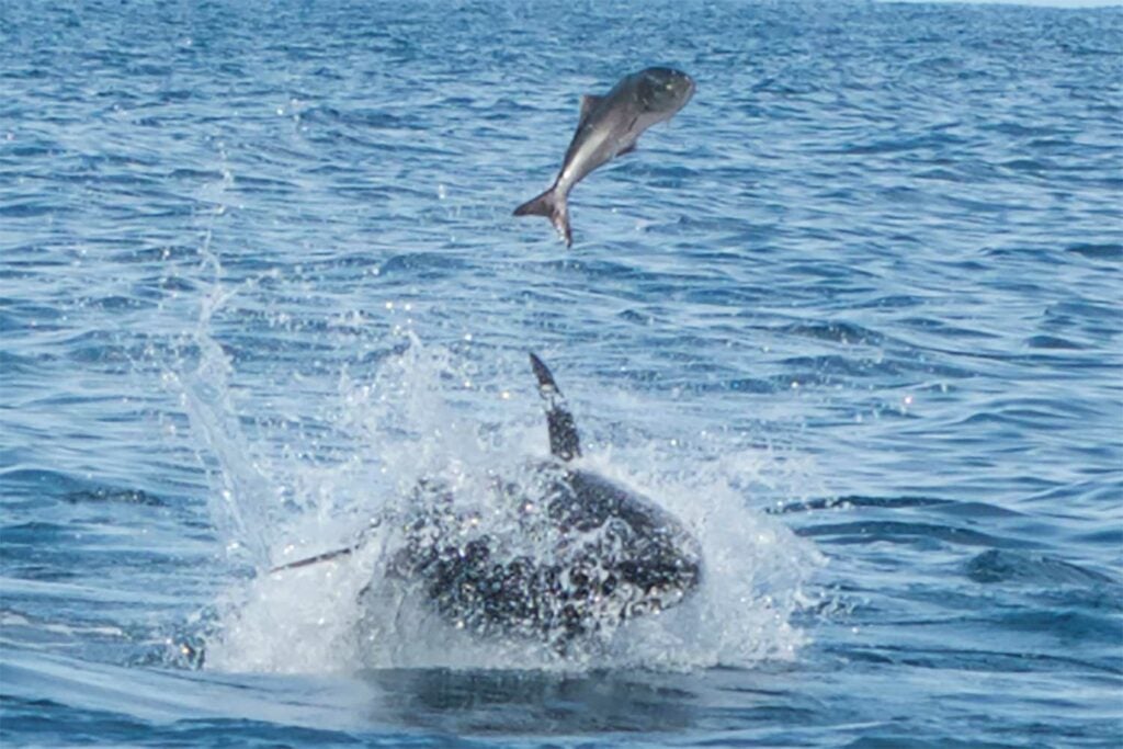 A bluefin tuna and a bluefish fighting in the water.