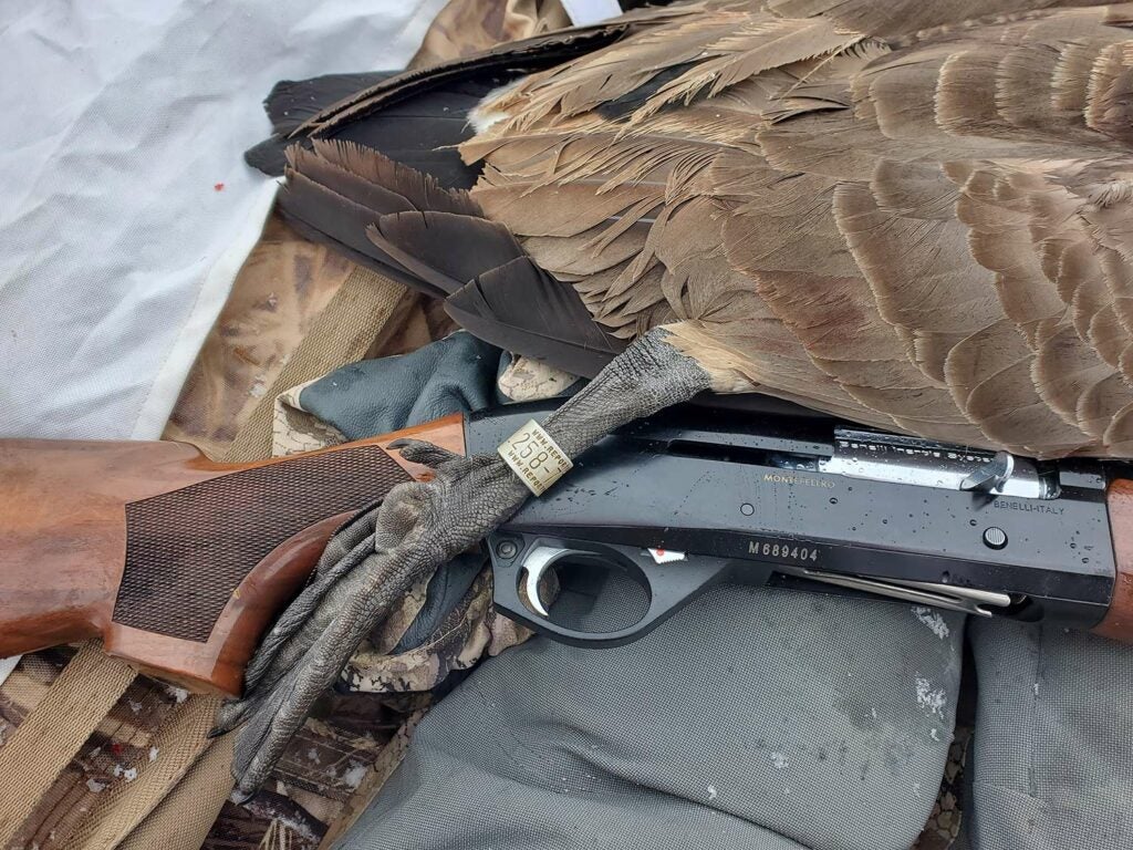 A goose next to a Benelli Montefeltro shotgun.