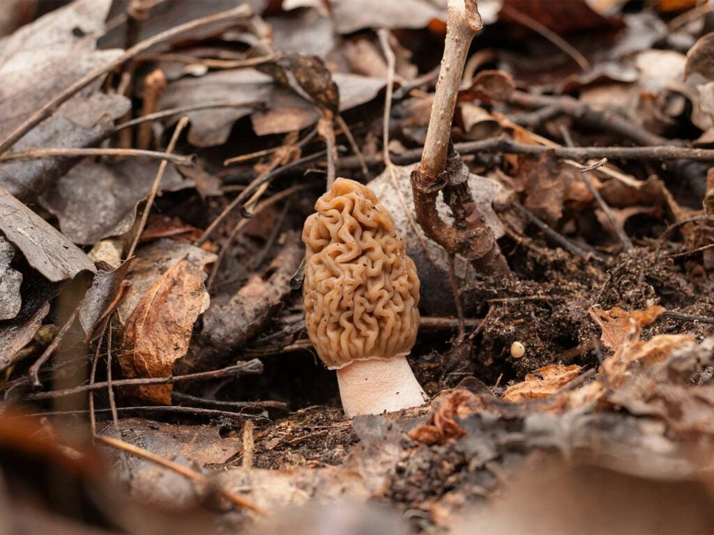 A single morel mushroom growing in the dirt.