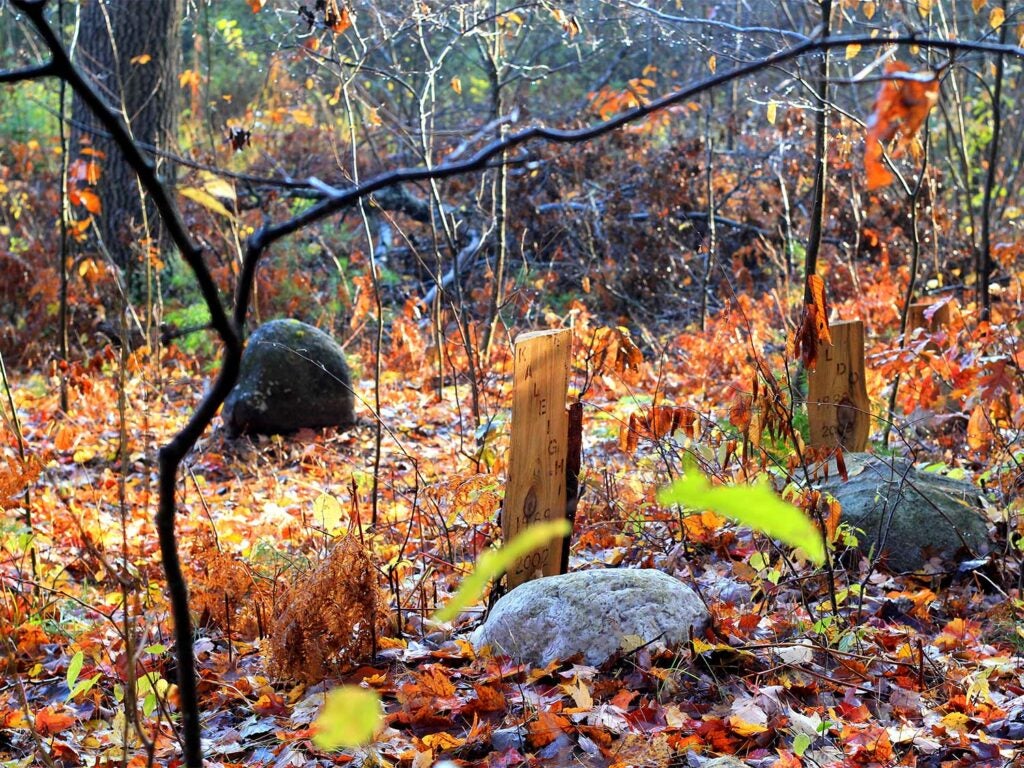 Wooden markers next to grave stones in the woods.
